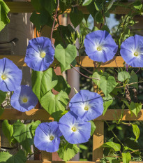 Povíjnice trojbarevná Blue Star - Ipomoea tricolor - semena povíjnice - 25 ks