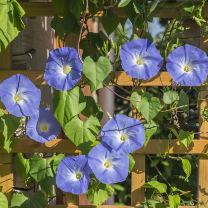 Povíjnice trojbarevná Blue Star - Ipomoea tricolor - semena povíjnice - 25 ks