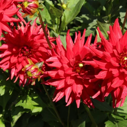 Jiřinka Pigmy červená - Dahlia Pigmy - cibuloviny -  1 ks