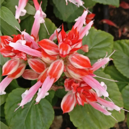 Šalvěj zářivá Unica Red and White - Salvia splendens - semena šalvěje - 20 ks