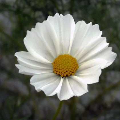 Krásenka zpeřená Bílá senzace - Cosmos bipinnatus - semena krásenky - 40 ks