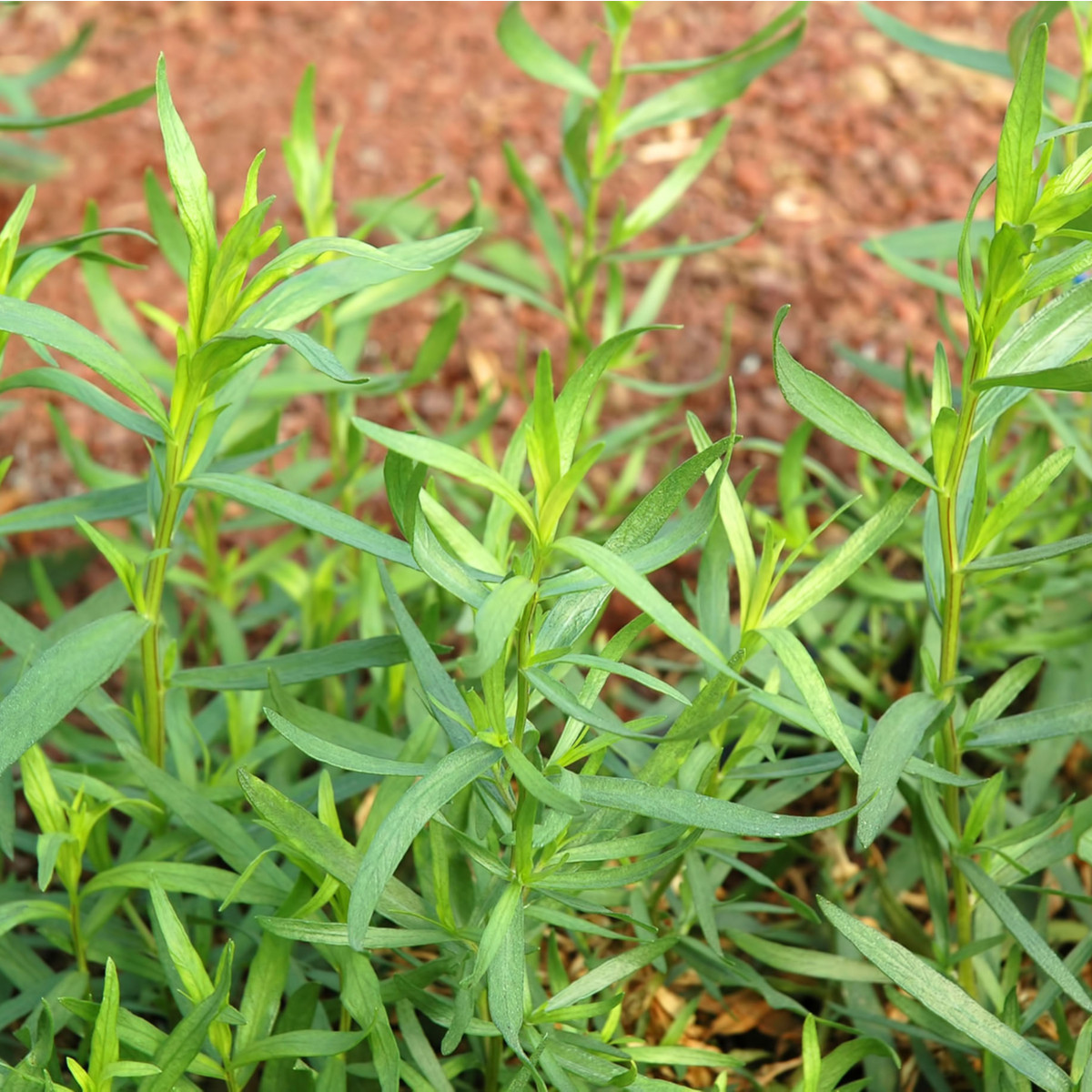 BIO Pelyněk kozalec - Artemisia dracunculus - bio semena pelyňku - 0,1 g