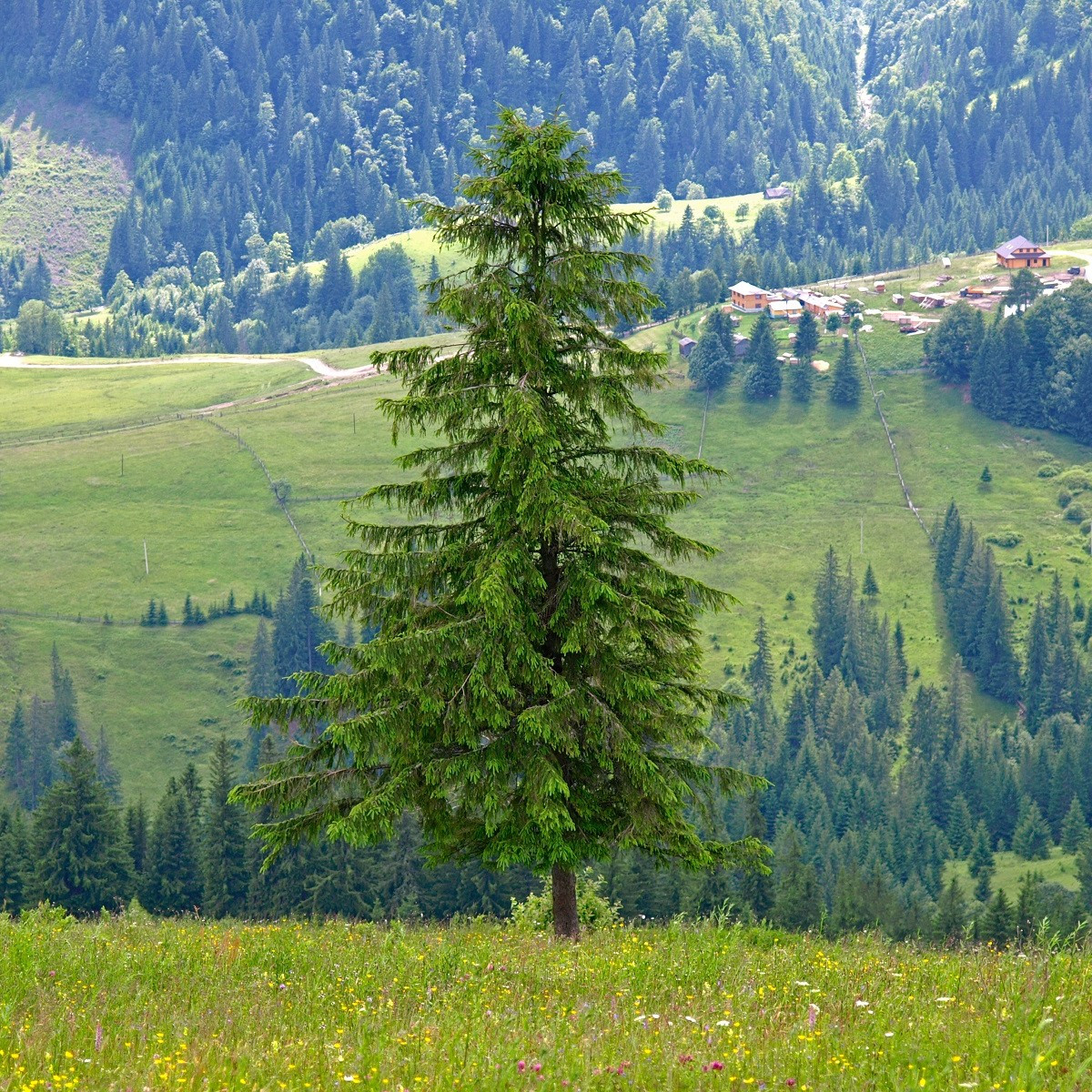 Smrk ztepilý - Picea abies - semena smrku - 8 ks