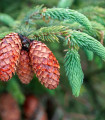 Smrk štětinatý - Picea asperata - semena smrku - 8 ks