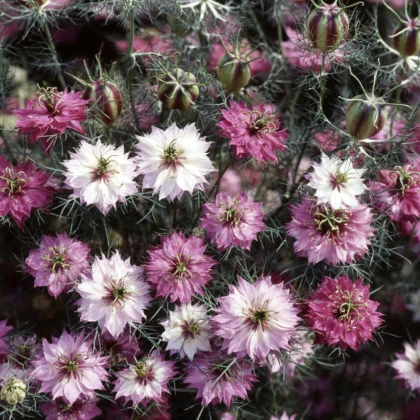 Černucha damašská růžovobílá směs - Nigella damascena - semena černuchy - 200 ks