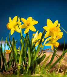 Narcis Baby Moon - Narcissus jonquilla - cibule narcisu - 3 ks