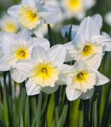 Narcis Mount Hood - Narcissus trumpet - cibule narcisu - 3 ks