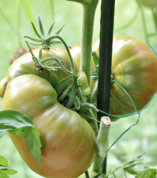 BIO Rajče Ananas Noire - Lycopersicon esculentum - semena bio rajčat - 6 ks