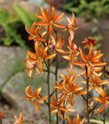 Lilie Martagon Orange Marmelade - Lilium - cibule lilie - 1 ks