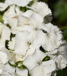 Hvozdík vousatý Sweet William - Dianthus barbatus - semena hvozdíku - 150 ks