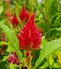 Nevadlec ohnivý - Celosia plumosa - semena celosie - 50 ks