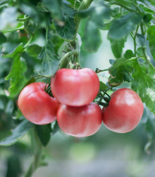 Rajče růžové Brandywine - Lycopersicon esculentum - semena rajčete - 6 ks