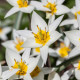 Tulipán Turkestanica - Tulipa - cibule tulipánu - 3 ks