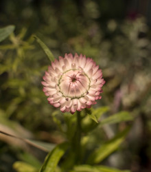 Smil listenatý Silvery Rose - Helichrysum bracteatum - semena smilu - 500 ks