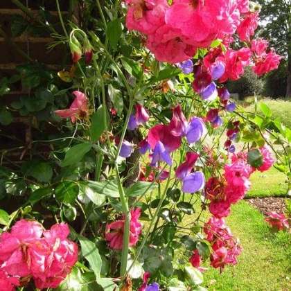 Hrachor vonný růžový - Lathyrus odoratus - semena hrachoru - 20 ks