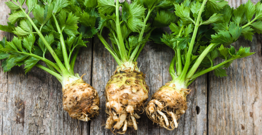 Celer má dlouhou vegetační dobu, začněte s jeho předpěstováním již nyní 