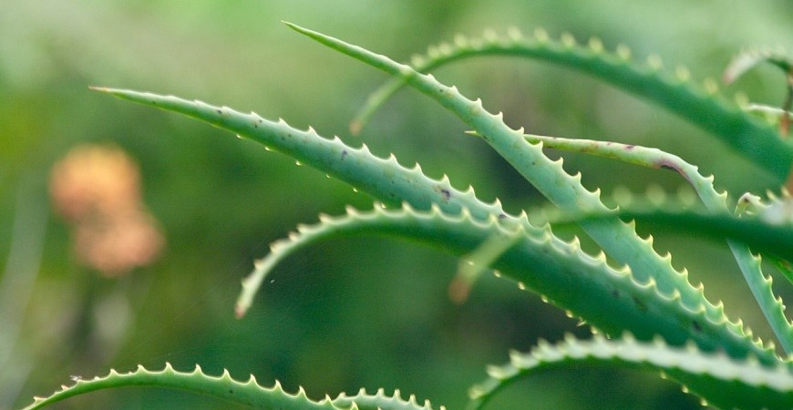 Přírodní lékárna a biokosmetika přímo u vás doma – to je aloe