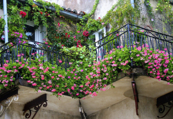 Rostliny do nádob pro rozkvetlý letní balkón